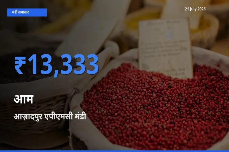 आज़ादपुर एपीएमसी मंडी में आज आम के सबसे ऊँचे दाम दर्ज