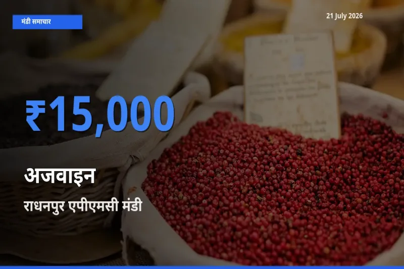 21 July अपडेट: अजवाइन के सबसे ऊँचे दाम राधनपुर एपीएमसी मंडी में