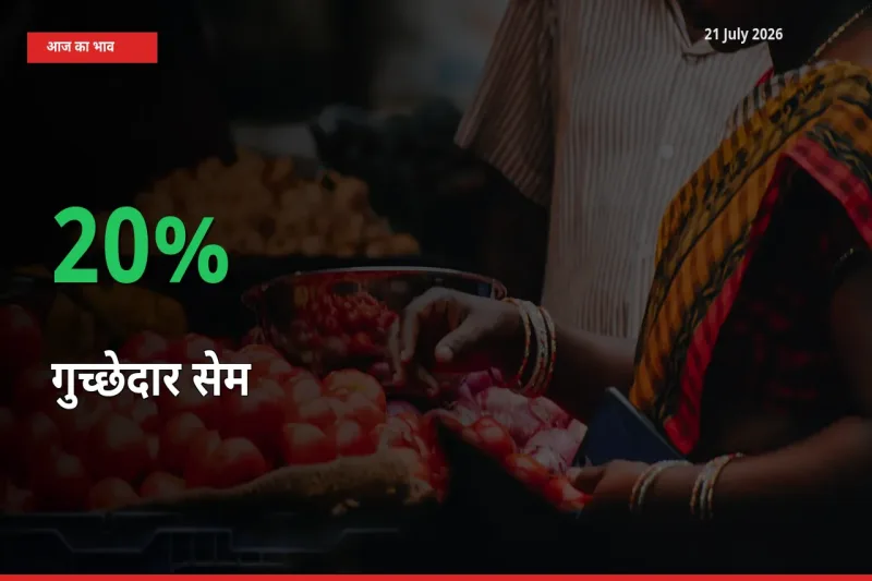 21 July अपडेट: गुच्छेदार सेम के दाम मंडी में 20% उछले