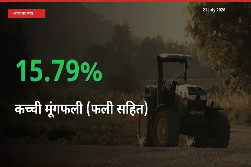 स्थानीय मंडी में कच्ची मूंगफली (फली सहित) के दाम अचानक 15.79% उछले, किसान सतर्क