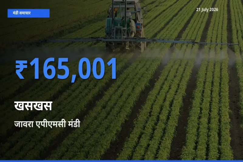 21 July अपडेट: खसखस के सबसे ऊँचे दाम जावरा एपीएमसी मंडी में