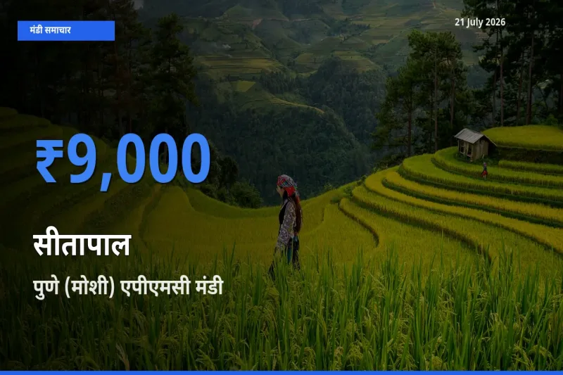 पुणे (मोशी) एपीएमसी मंडी में आज सीतापाल के सबसे ऊँचे दाम दर्ज