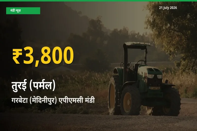 रिकॉर्ड तेज़ी! गरबेटा (मेदिनीपुर) एपीएमसी में तुरई (पर्मल) ₹3,800 पर पहुँचा