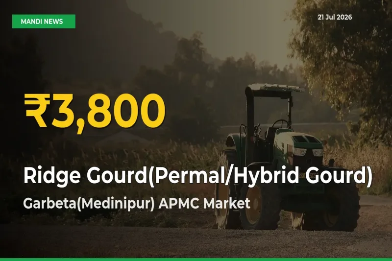 Why Ridge Gourd(Permal/Hybrid Gourd) Prices Are Climbing in Garbeta(Medinipur) APMC – Today’s New High Explained