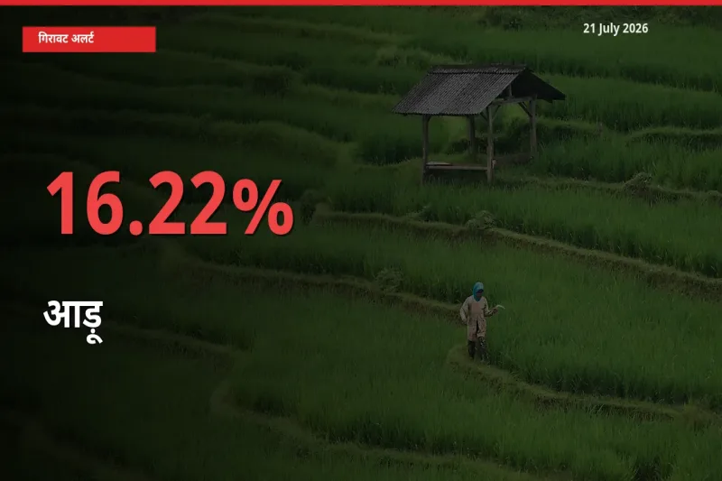 किसानों की चिंता बढ़ी! स्थानीय मंडी में आड़ू 16.22% गिरा