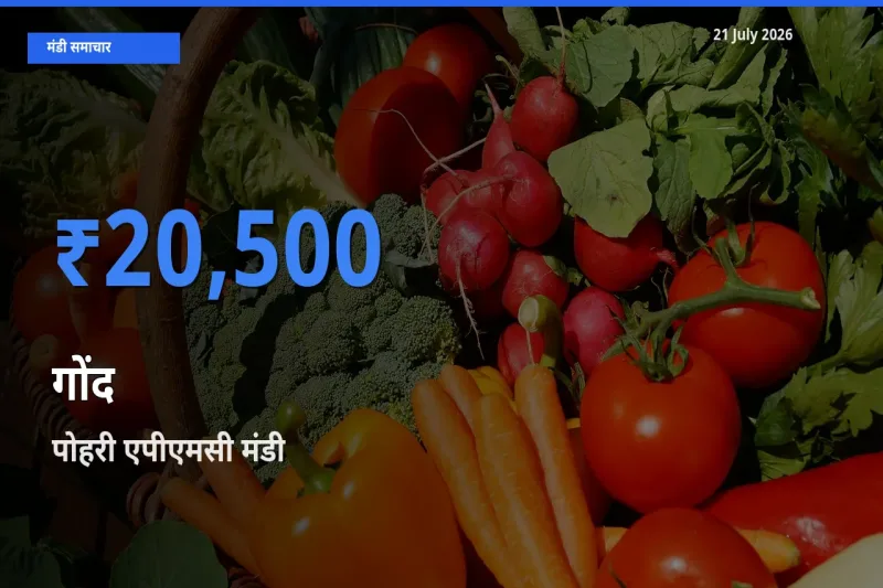 टॉप मंडी बना पोहरी एपीएमसी! गोंद के सबसे ऊँचे दाम यहीं दर्ज