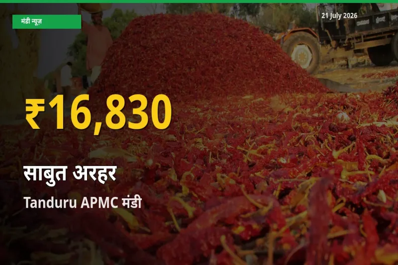 साबुत अरहर के भावों में जबरदस्त उछाल, Tanduru APMC में नया उच्च स्तर