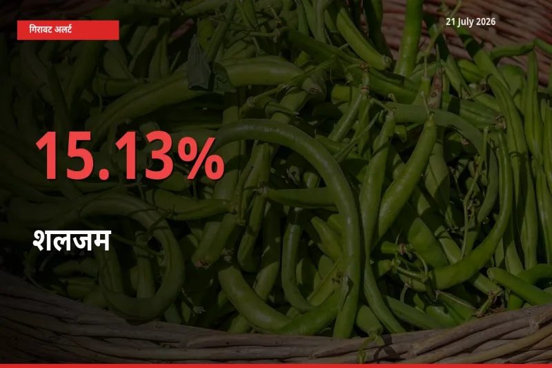 स्थानीय मंडी में शलजम के दाम अचानक 15.13% गिरे, किसानों की चिंता बढ़ी