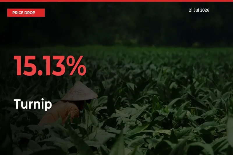 Sudden Shock! Turnip Drops 15.13% in 24 Hours at Top Mandis