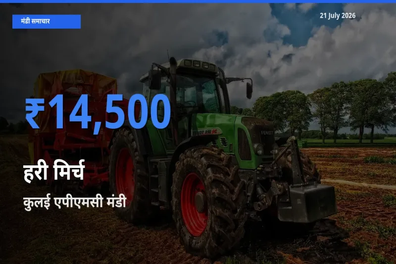 आज का मंडी भाव: हरी मिर्च के सबसे ज़्यादा दाम कुलई एपीएमसी में