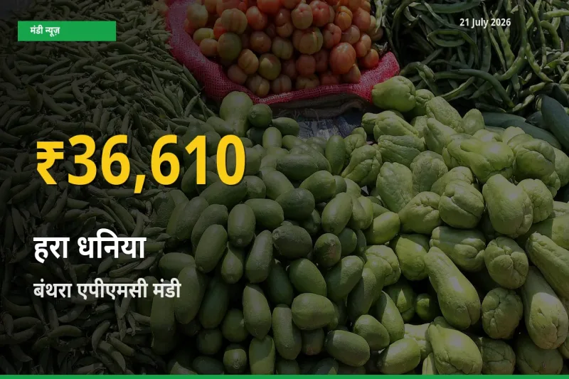 हरा धनिया के दामों में रिकॉर्ड तेज़ी, बंथरा एपीएमसी