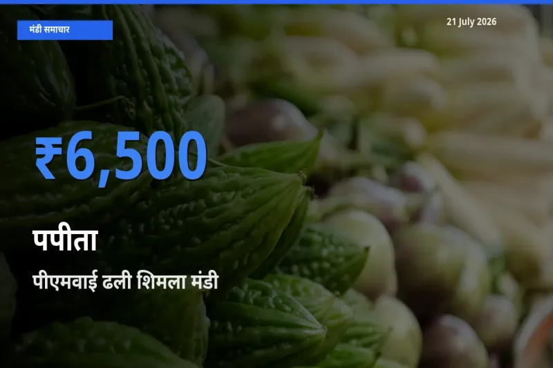 आज का मंडी भाव: पपीता के सबसे ज़्यादा दाम पीएमवाई ढली शिमला में