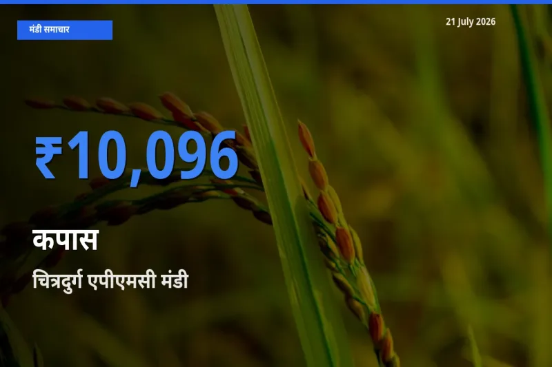 बाज़ार संकेत: चित्रदुर्ग एपीएमसी बना कपास के लिए आज की टॉप मंडी