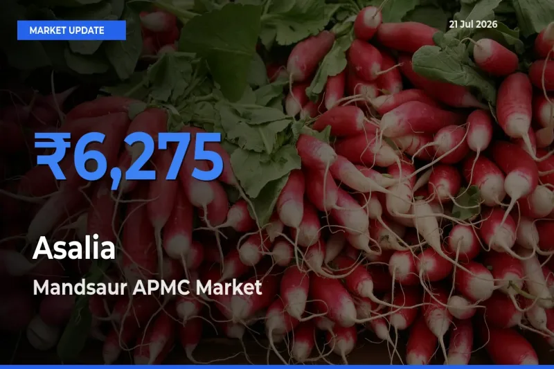 Mandsaur APMC Tops Asalia Mandi Rates Today
