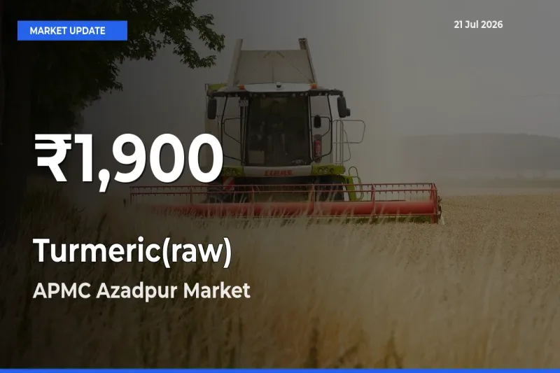 Sharp Fall! Turmeric(raw) Prices Drop to 30-Day Low in APMC Azadpur