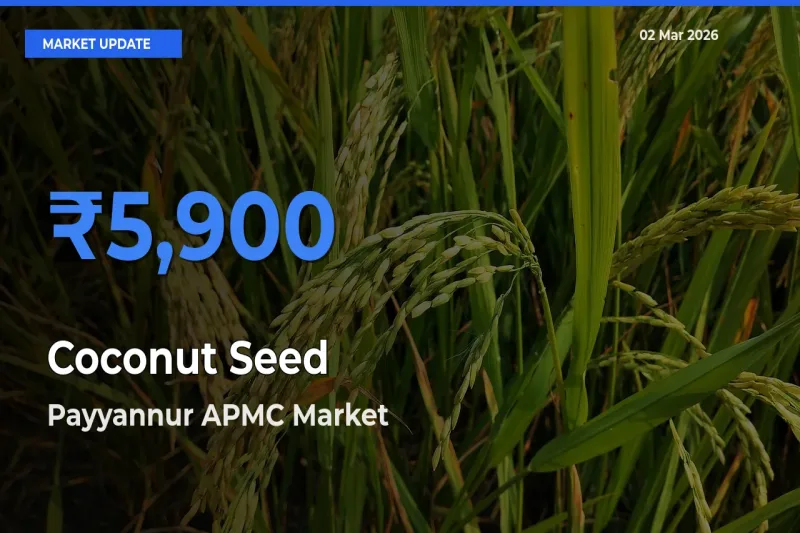 Payyannur APMC Offers ₹5,900 – Highest Coconut Seed Rate Today