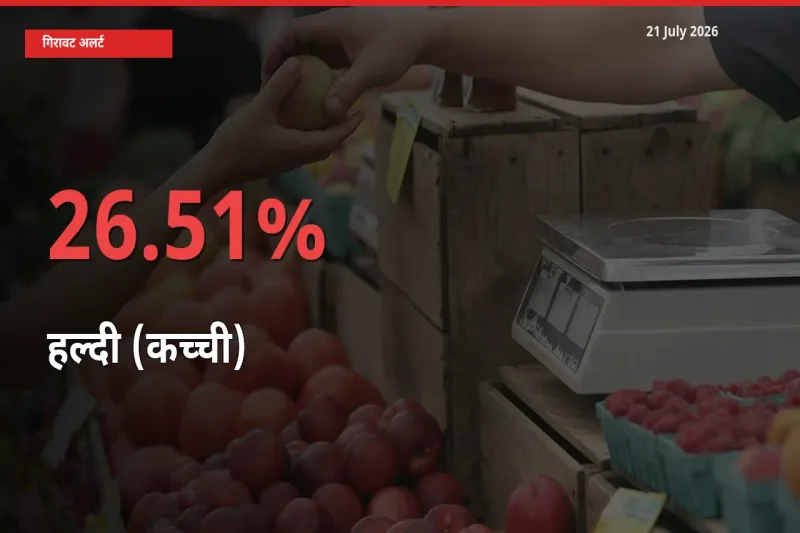 हल्दी (कच्ची) के दाम प्रमुख मंडी में 26.51% गिरे, 24 घंटे में बड़ा बदलाव