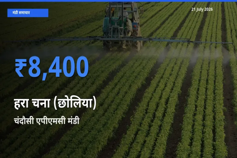 चंदौसी एपीएमसी में हरा चना (छोलिया) का आज सबसे ऊँचा भाव