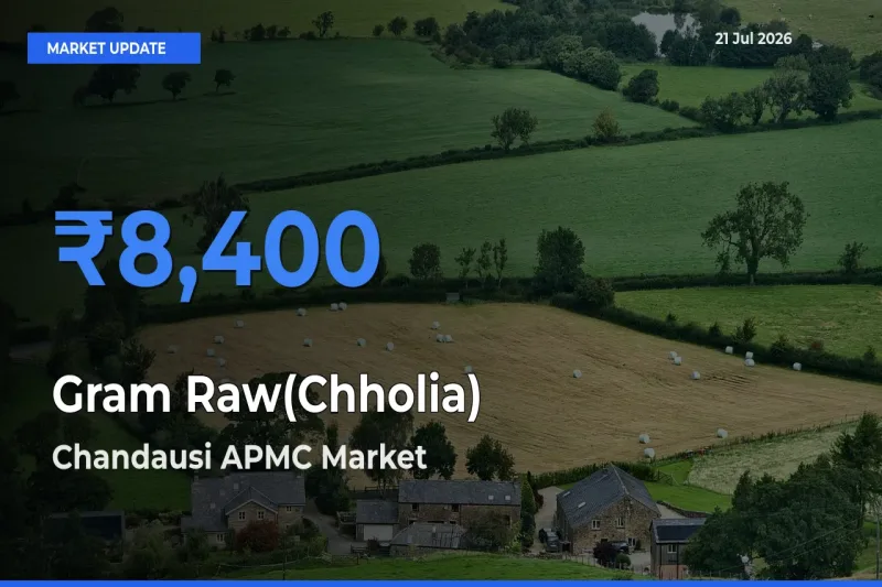 Farmers Prefer Chandausi APMC as Gram Raw(Chholia) Hits Highest Rate