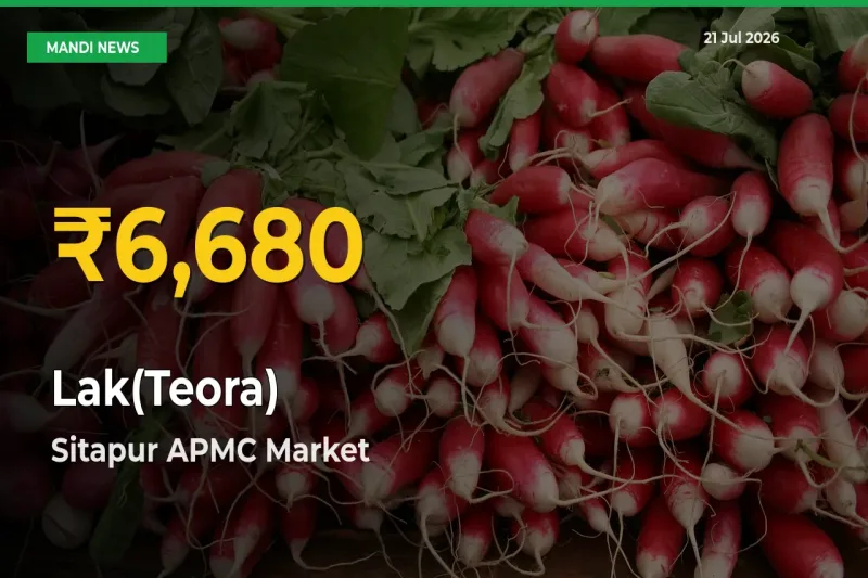 Lak(Teora) Hits Fresh High in Sitapur APMC Today