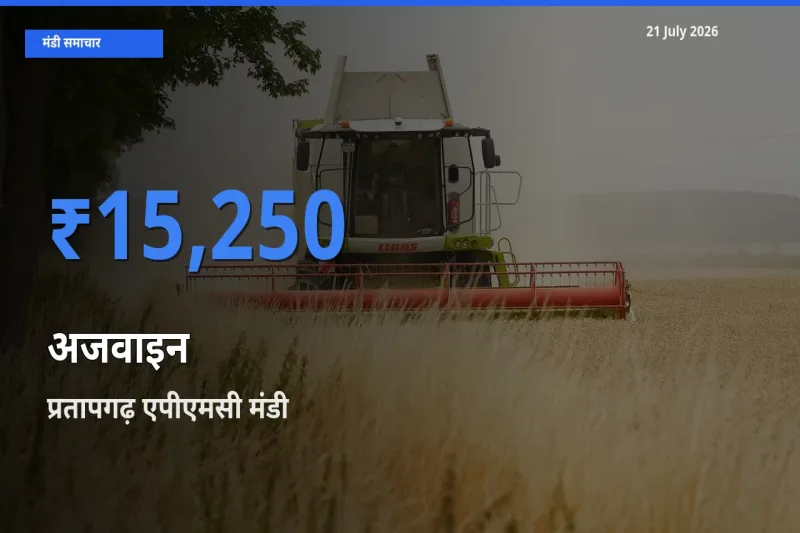 आज अजवाइन के सबसे ज़्यादा दाम प्रतापगढ़ एपीएमसी मंडी में दर्ज