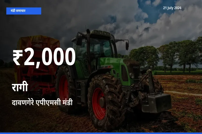 दावणगेरे एपीएमसी में रागी ₹2,000 पर गिरा – 30 दिन का न्यूनतम भाव