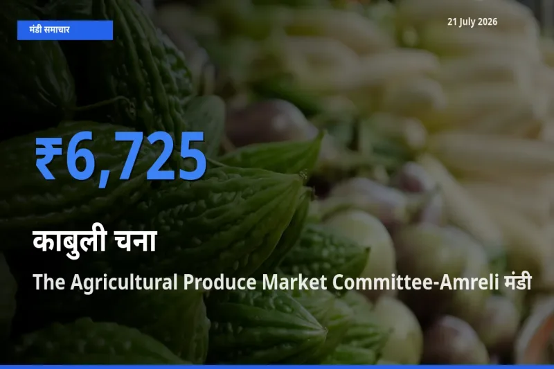 21 July अपडेट: काबुली चना के सबसे ऊँचे दाम The Agricultural Produce Market Committee-Amreli मंडी में