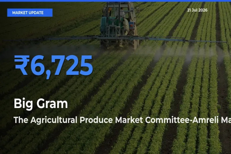 Farmers Prefer The Agricultural Produce Market Committee-Amreli as Big Gram Hits Highest Rate
