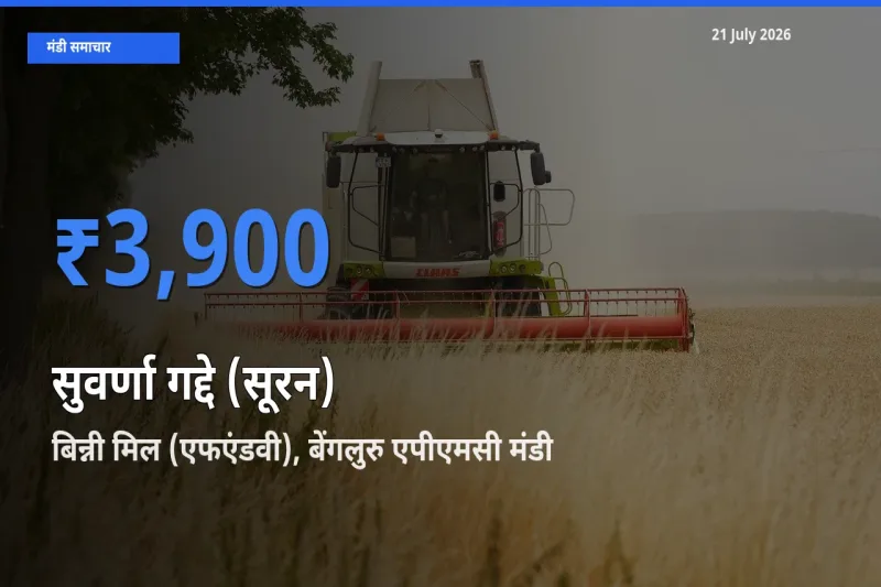 आज सुवर्णा गद्दे (सूरन) के सबसे ऊँचे दाम ₹3,900 बिन्नी मिल (एफएंडवी), बेंगलुरु एपीएमसी मंडी में