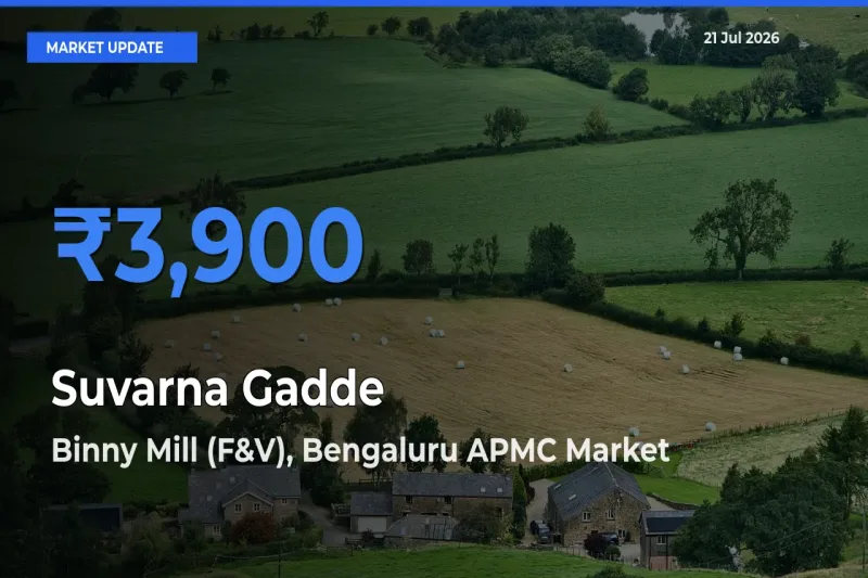 Binny Mill (F&V), Bengaluru APMC Tops Suvarna Gadde Rates – July 21 Market Update