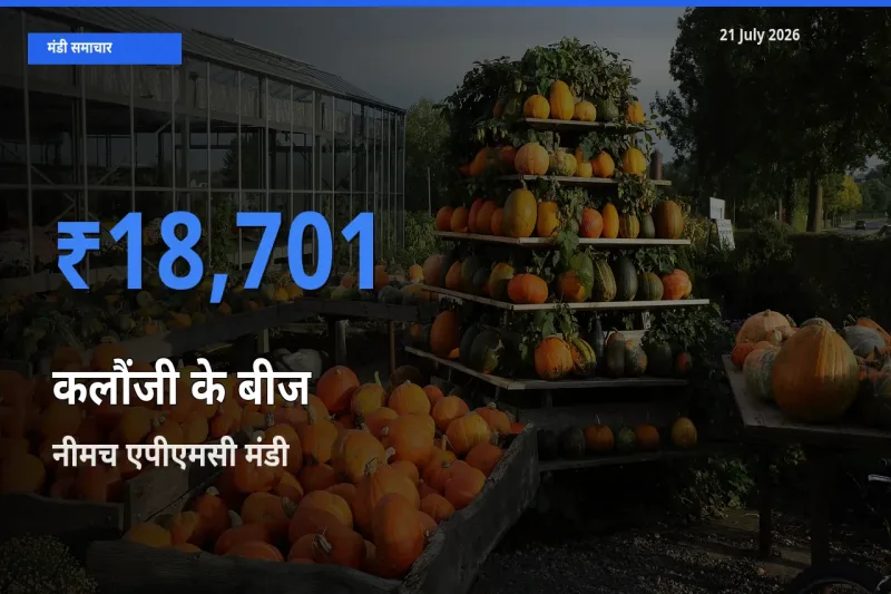 टॉप मंडी बना नीमच एपीएमसी! कलौंजी के बीज के सबसे ऊँचे दाम यहीं दर्ज