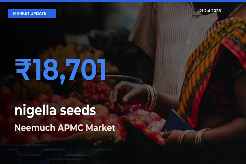 Neemuch APMC Tops nigella seeds Mandi Rates Today