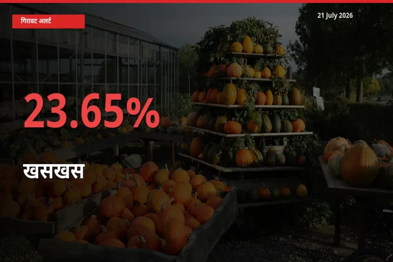 तेज़ गिरावट! मंडी में खसखस के दाम 23.65% लुढ़के