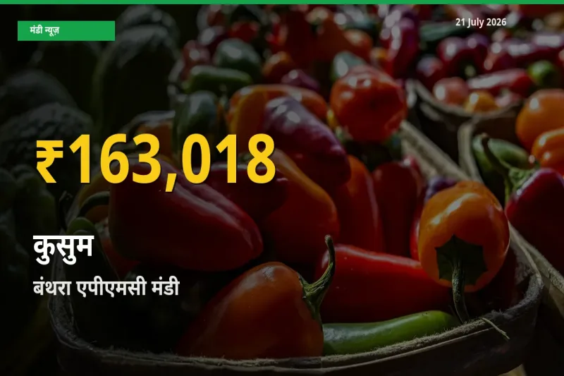 किसानों के लिए खुशखबरी! बंथरा एपीएमसी में कुसुम के दाम रिकॉर्ड स्तर पर