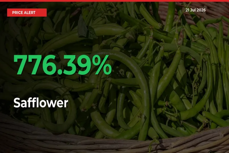 Safflower Rises 776.39% at Mandis