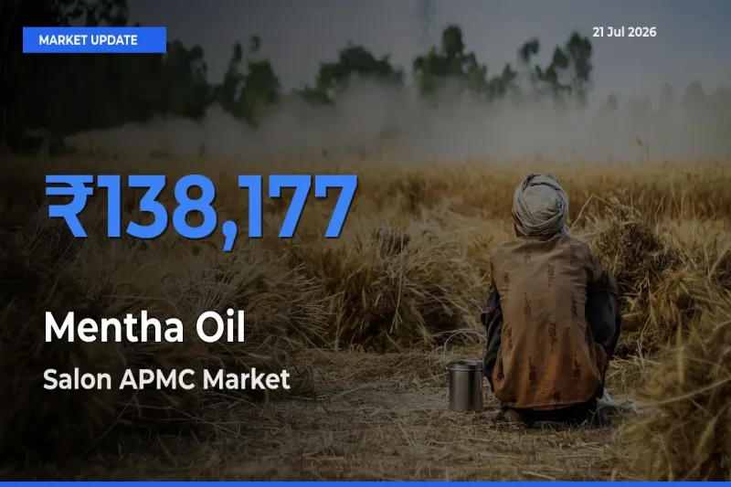 Salon APMC Records Highest ₹138,177 Rate for Mentha Oil