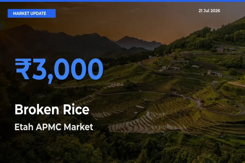 Market Watch: Etah APMC Becomes Top Mandi for Broken Rice
