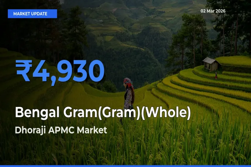 Dhoraji APMC Tops Bengal Gram(Gram)(Whole) Rates – March 02 Market Update