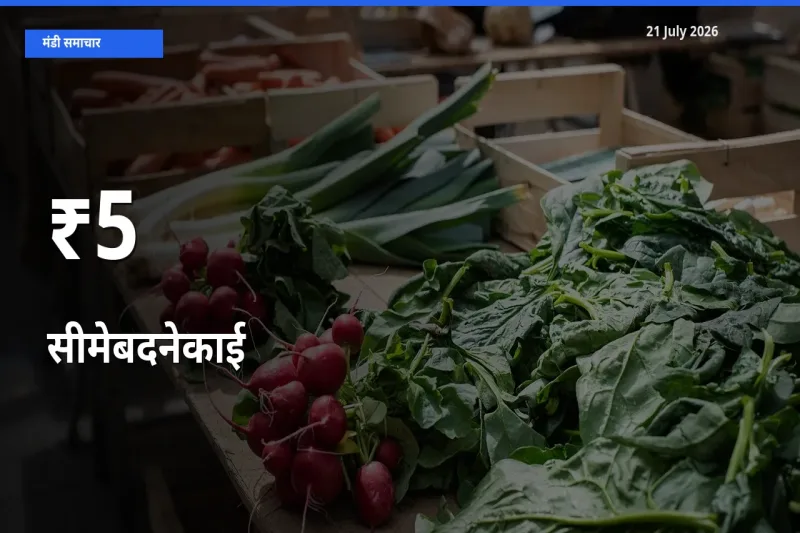 सीमेबदनेकाई के दाम 5+ मंडियों में बदले, बाज़ार का रुझान स्पष्ट