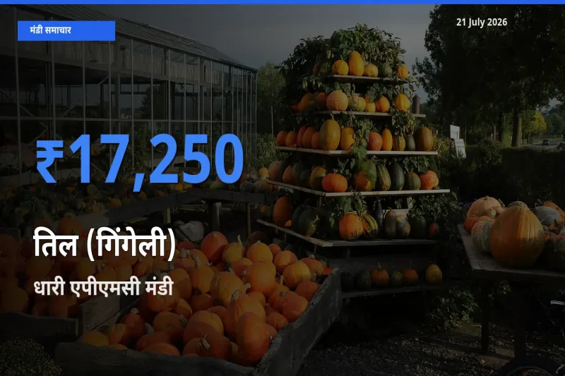 धारी एपीएमसी मंडी में तिल (गिंगेली) ₹17,250 पर पहुँचा – आज का सर्वोच्च भाव