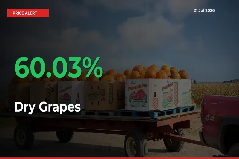 Sudden 60.03% Rally in Dry Grapes Prices Across Mandis