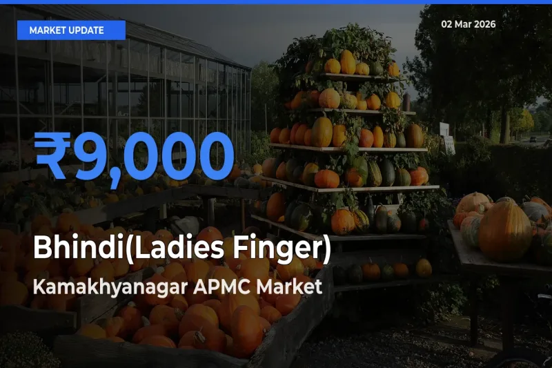 Farmers Prefer Kamakhyanagar APMC as Bhindi(Ladies Finger) Hits Highest Rate