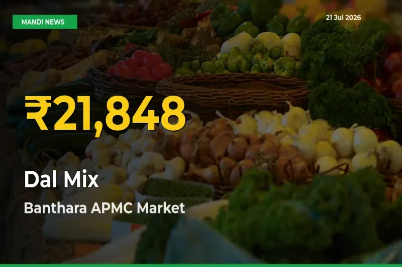 Dal Mix Mandi Rate Surges Today in Banthara APMC – Highest Level in 30 Days
