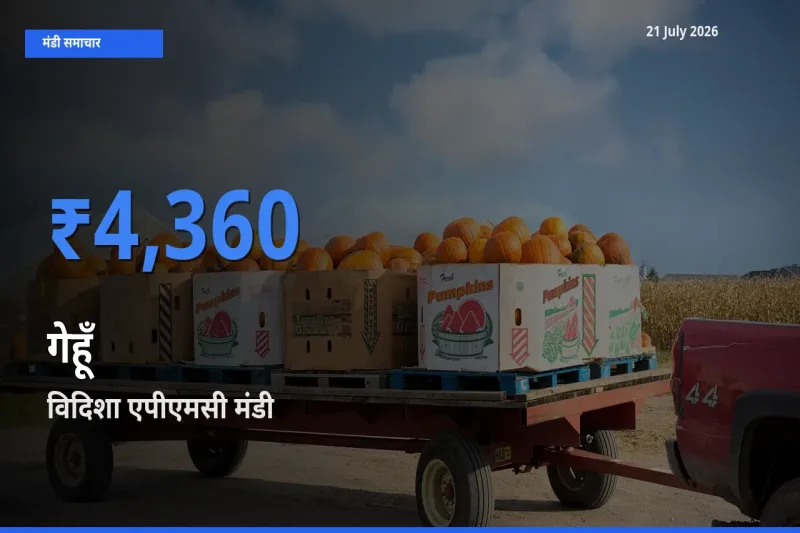 आज का मंडी भाव: गेहूँ के सबसे ज़्यादा दाम विदिशा एपीएमसी में
