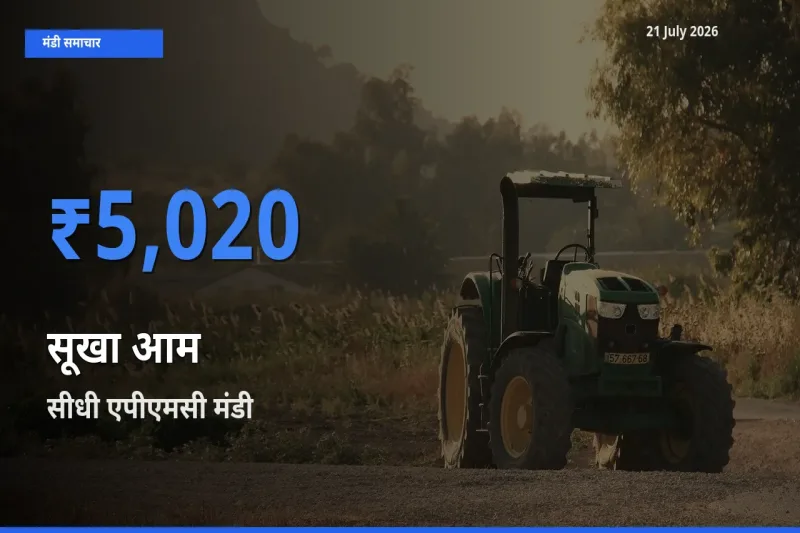 आज सूखा आम के सबसे ऊँचे दाम ₹5,020 सीधी एपीएमसी मंडी में