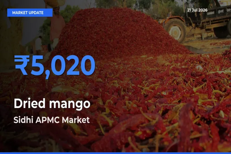 Sidhi APMC Offers ₹5,020 – Highest Dried mango Rate Today