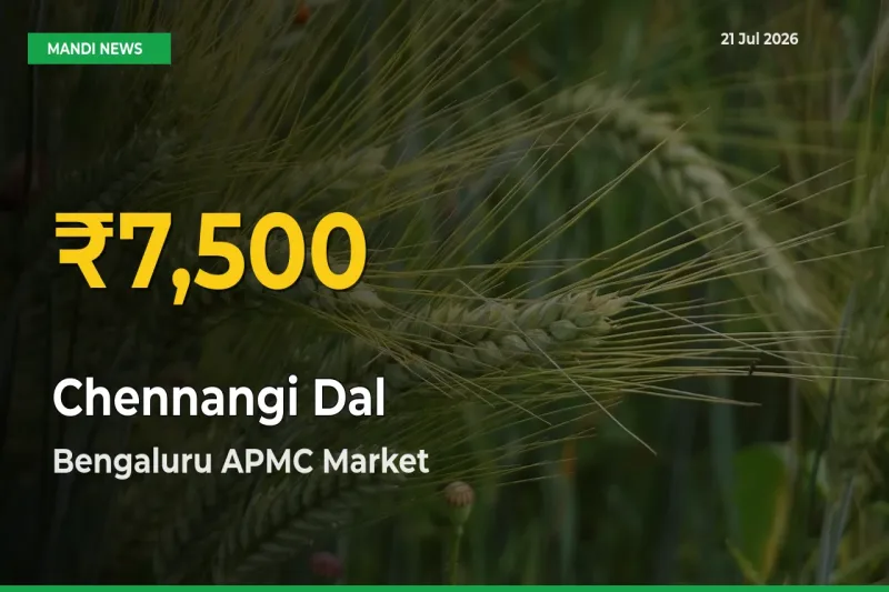 Farmers Benefit as Chennangi Dal Rate Touches New High in Bengaluru APMC
