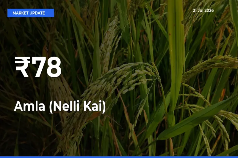 Strong Trend in Amla (Nelli Kai) Rates Across Multiple Mandis – What It Means for Traders