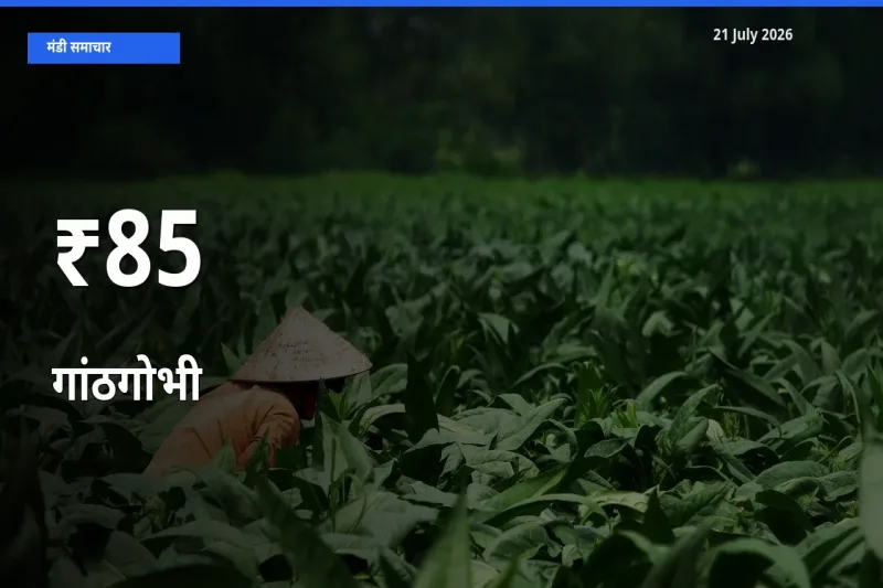 गांठगोभी के दाम 85+ मंडियों में बदले, बाज़ार का रुझान स्पष्ट