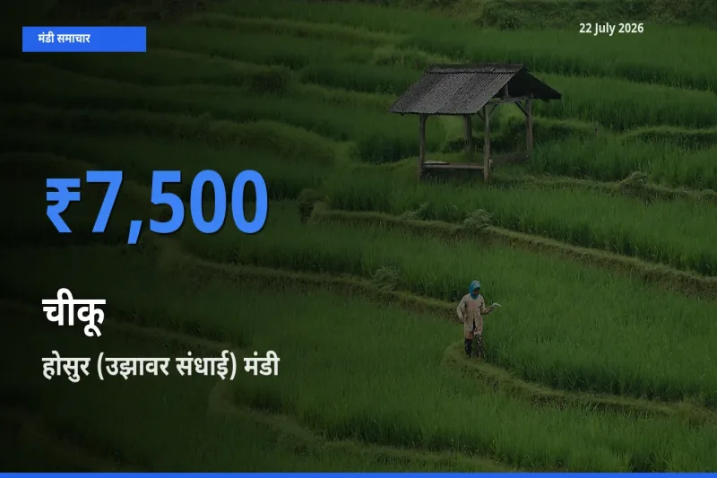 होसुर (उझावर संधाई) मंडी में चीकू ₹7,500 पर पहुँचा – आज का सर्वोच्च भाव
